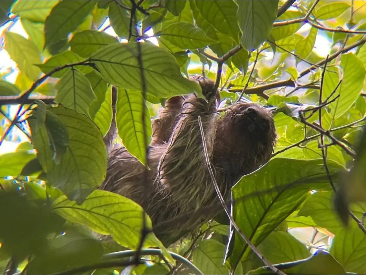 Wildlife in Guanacaste