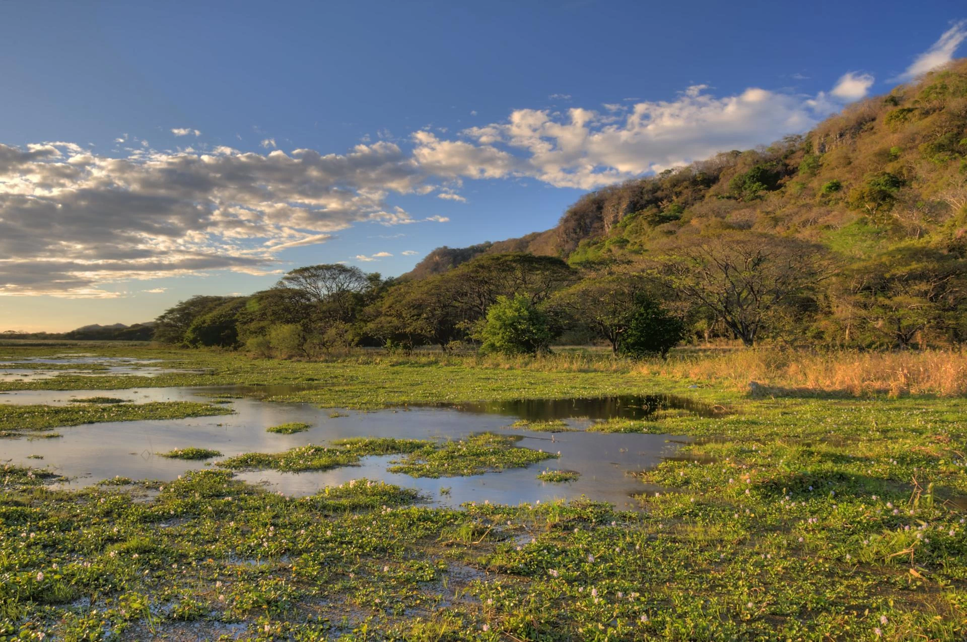 Safari on the Tempisque River – Palo Verde